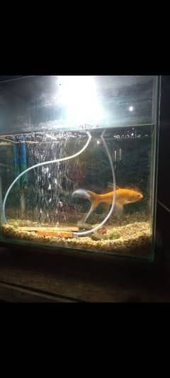 fish equarium +  air motor