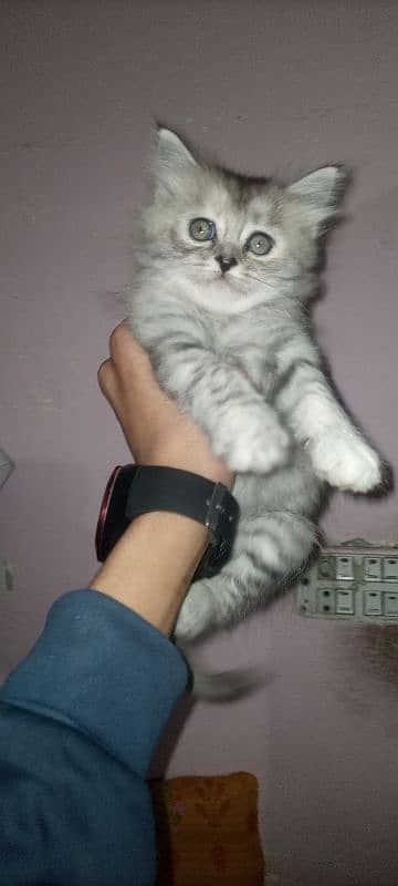 Baby of Persian cat 0