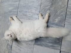 white Persian female punch face Triple coted cat