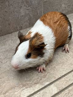 Guinea pig male