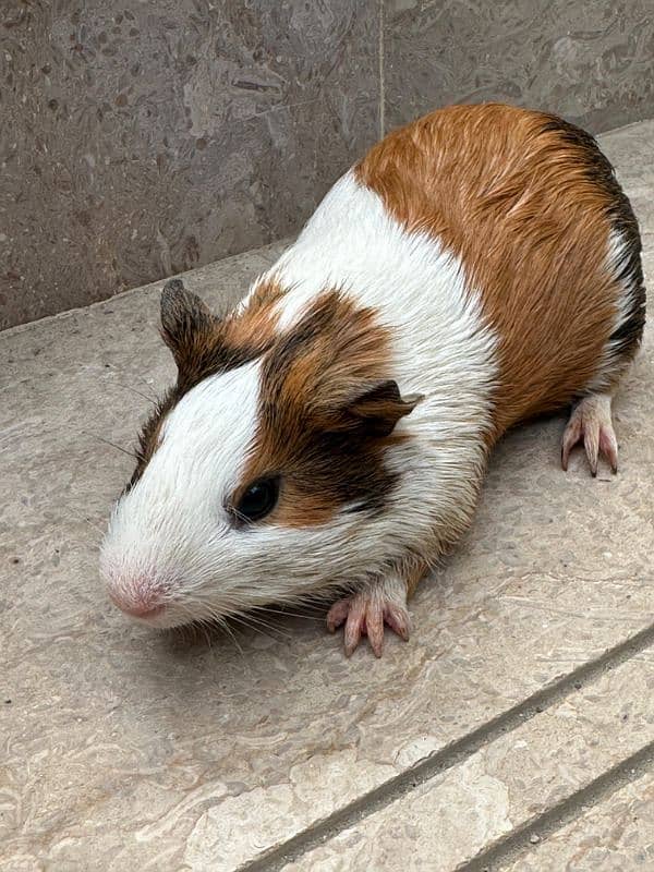 Guinea pig male 0