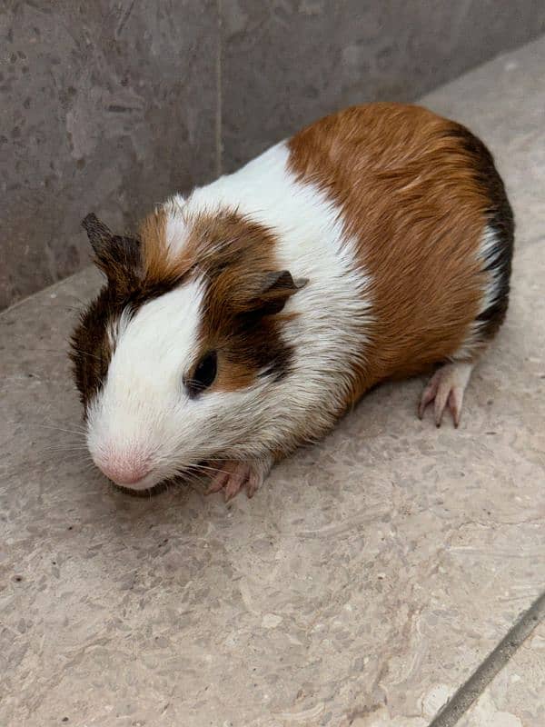 Guinea pig male 1