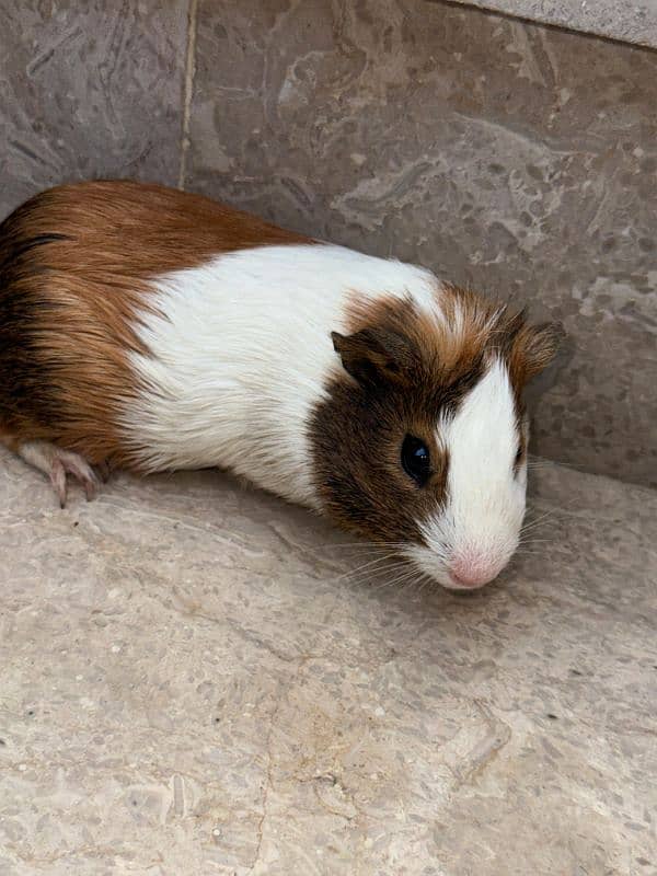 Guinea pig male 2