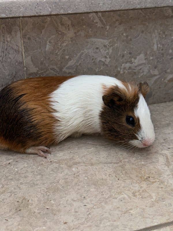 Guinea pig male 3