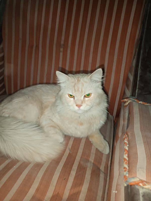 persian cat 0