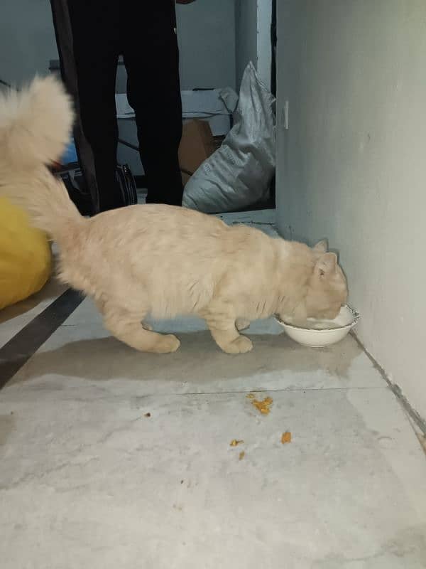 persian cat 1