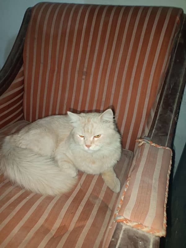 persian cat 2