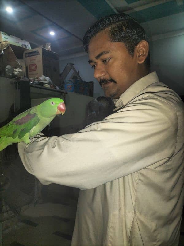 parrot talking and hand team pair Lahore 18