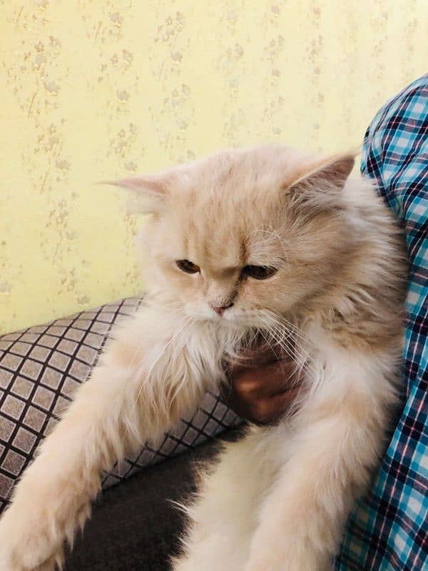 FAWN PERSIAN FEMALE CAT 3