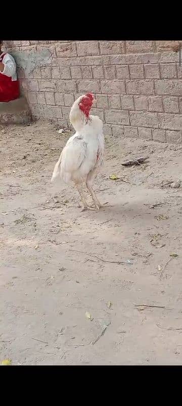 white Aseel mianwali breed 4