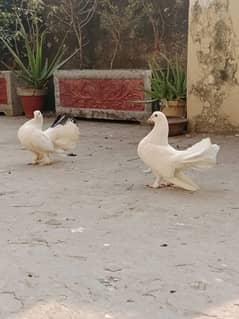 Beautiful Laka kabootar pair