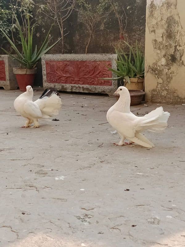 Beautiful Laka kabootar pair 0