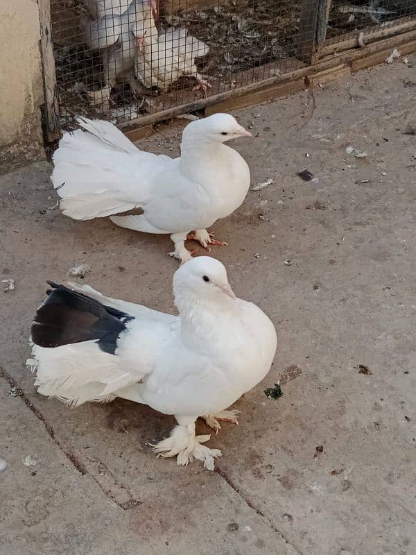 Beautiful Laka kabootar pair 3