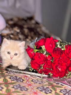 Persian cat age 2 month gender male full trend