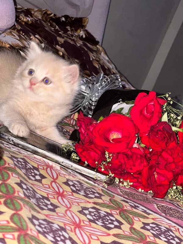 Persian cat age 2 month gender male full trend 1