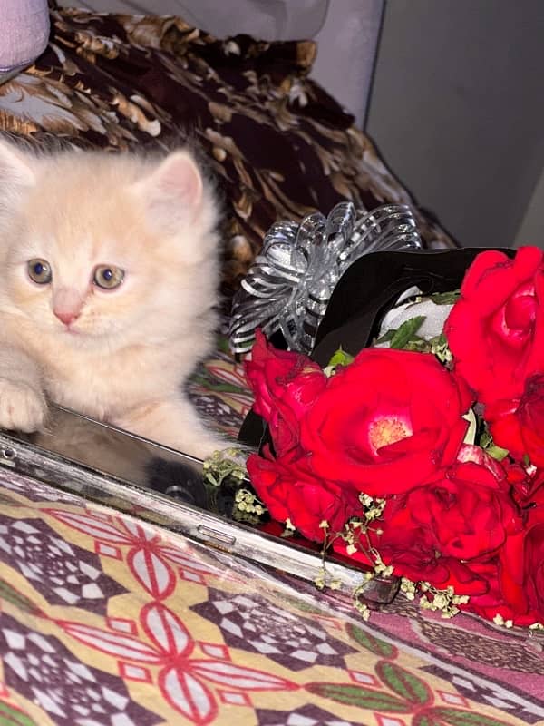 Persian cat age 2 month gender male full trend 2