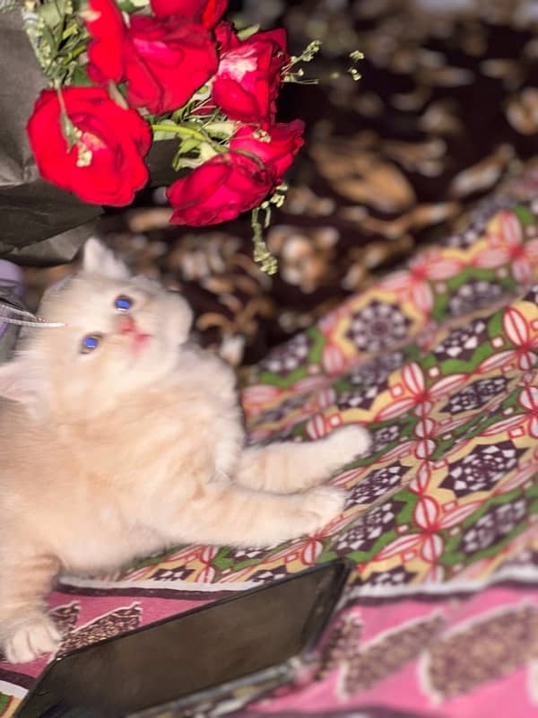 Persian cat age 2 month gender male full trend 3