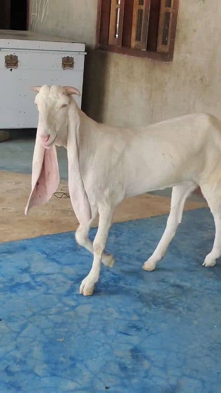 Goat Pure Gulabi Points wali Maa sha Allah saa. 4