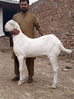 dase beetal bakra