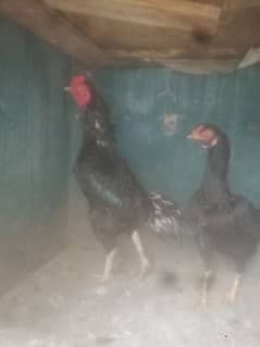 selling hens