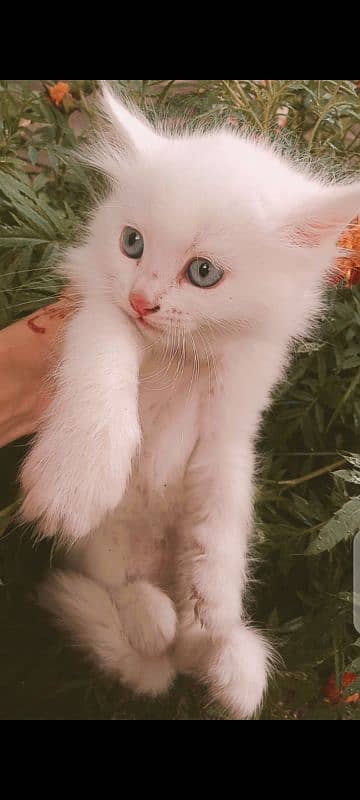 I am selling persian single coat. Only one kitten left for sale. 2