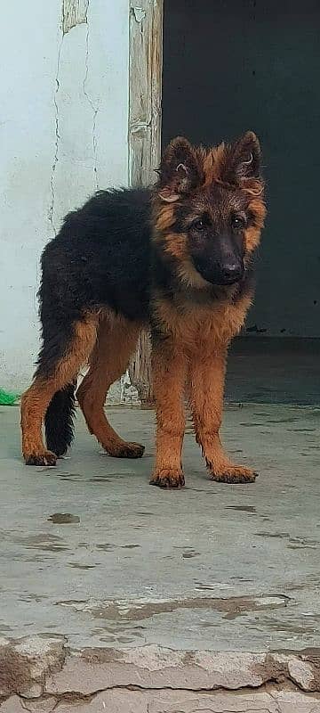 German Shepherd Female Puppy 0