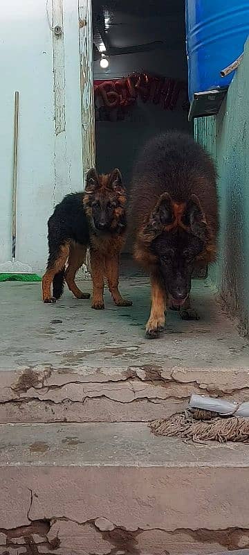 German Shepherd Female Puppy 2