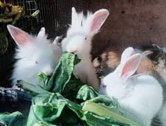 Bunnies & Rabbits for Sale