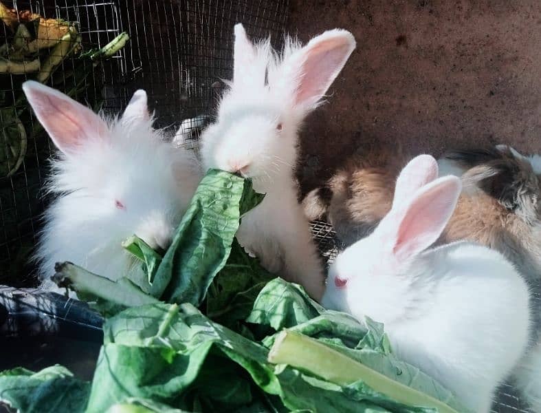 Bunnies & Rabbits for Sale 0