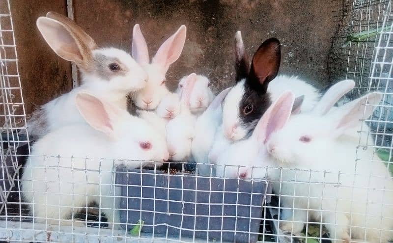 Bunnies & Rabbits for Sale 1