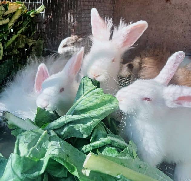 Bunnies & Rabbits for Sale 2