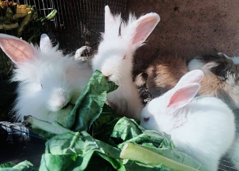 Bunnies & Rabbits for Sale 3