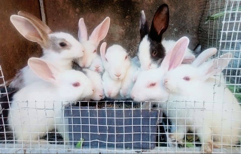 Bunnies & Rabbits for Sale 4