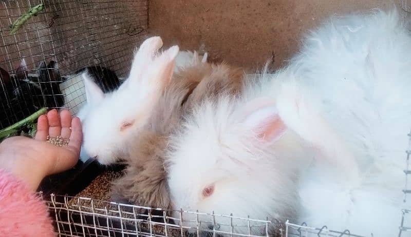 Bunnies & Rabbits for Sale 5