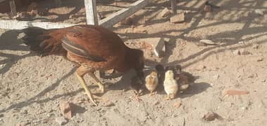 Aseel murgi with 8 chicks (bache)