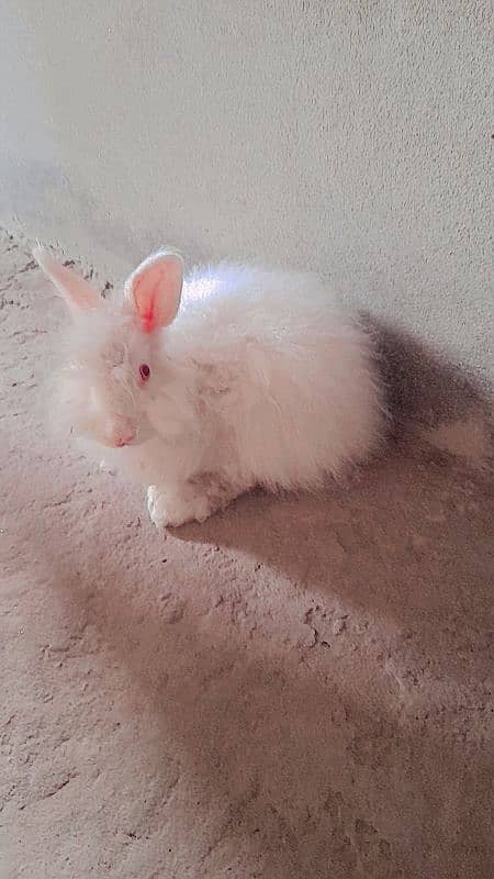 angora rabbit 0