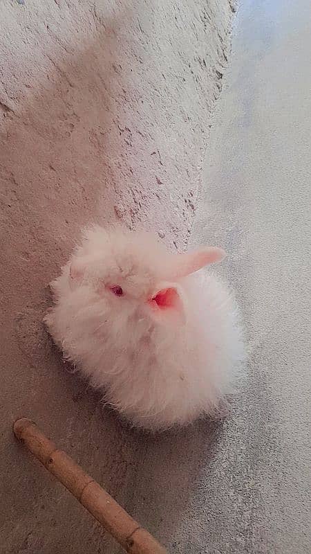 angora rabbit 1