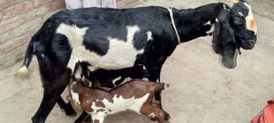 بکری فروخت کے لیے ہے۔ 03214726964 Bakri is for sale