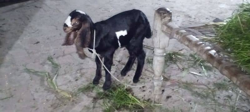 بکری فروخت کے لیے ہے۔ 03214726964 Bakri is for sale 1