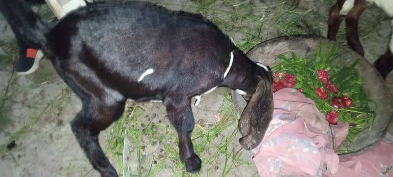 بکری فروخت کے لیے ہے۔ 03214726964 Bakri is for sale 2