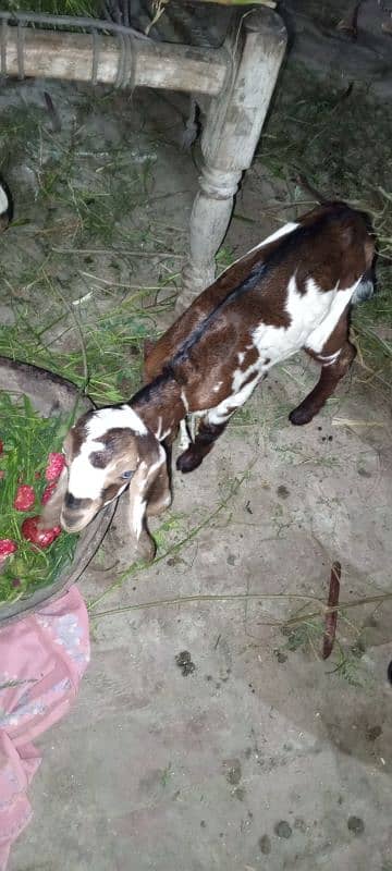 بکری فروخت کے لیے ہے۔ 03214726964 Bakri is for sale 3