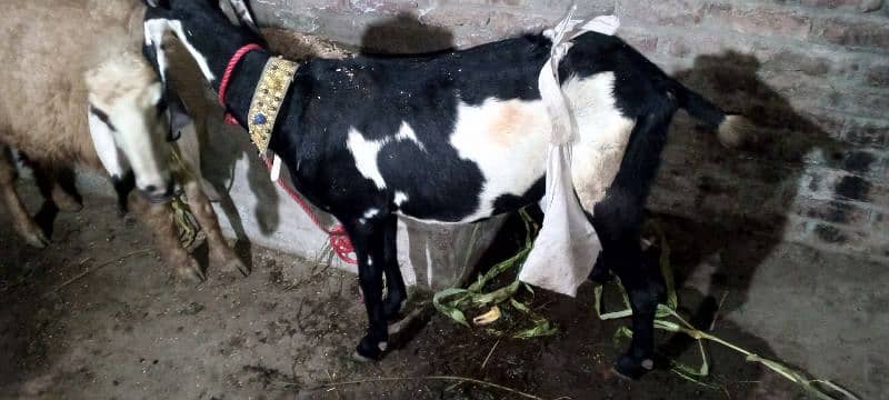 بکری فروخت کے لیے ہے۔ 03214726964 Bakri is for sale 6