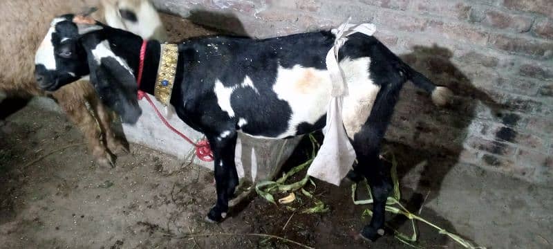 بکری فروخت کے لیے ہے۔ 03214726964 Bakri is for sale 7