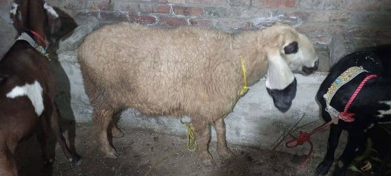 بکری فروخت کے لیے ہے۔ 03214726964 Bakri is for sale 8