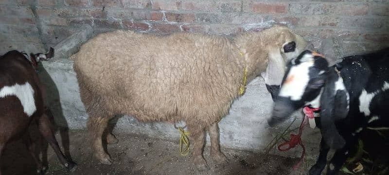 بکری فروخت کے لیے ہے۔ 03214726964 Bakri is for sale 9