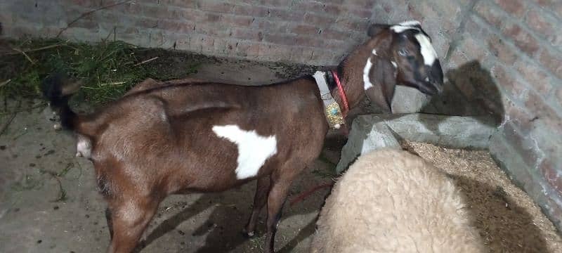 بکری فروخت کے لیے ہے۔ 03214726964 Bakri is for sale 11