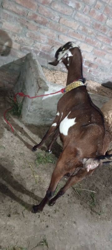 بکری فروخت کے لیے ہے۔ 03214726964 Bakri is for sale 12