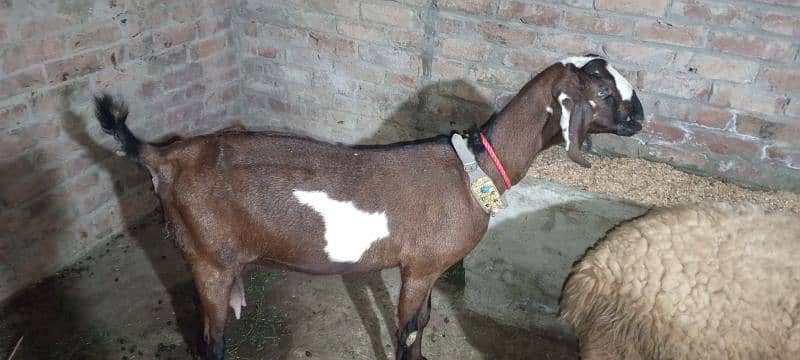 بکری فروخت کے لیے ہے۔ 03214726964 Bakri is for sale 14