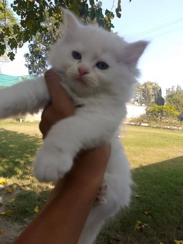 triple coat Persian cat 2 male 1 female 5