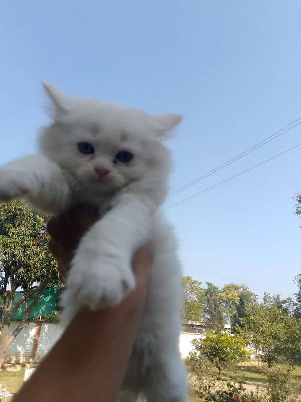 triple coat Persian cat 2 male 1 female 8